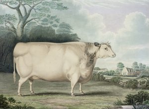 Habertoftova krátkorohá kráva, vyryl C. Hunt, 1842 (barevná rytina)