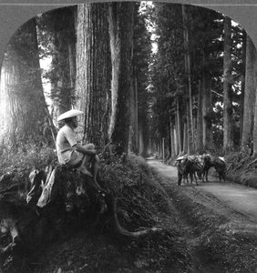 Posvátná cesta do Nikko, Japonsko, 1905.