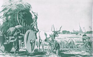 Rýžové pole v Barmě, z plakátů školy MacMillan, cca 1950-60 (litho) od Ba Nyan