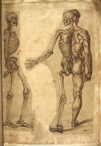 Přidat. 5259, f.19, Lidská kostra a poloviční postava, z 