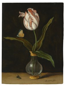 Tulipán 