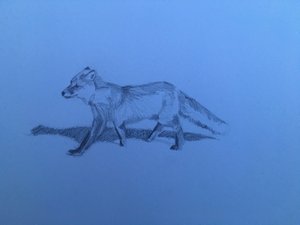 Fox, 2018 od Barbara Hoogeweegen