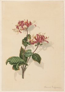 Větev divokého zimolezu (Lonicera periclymenum)