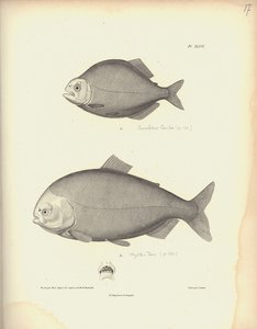 Characidae, Pl. XLVII, ocelorytina Coutant podle rytiny Nicoly Hueta (1770-1827), ilustrace z "Recueil d