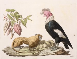 Lví opice a kondor, původem z Chile nebo Ekvádoru, z „Le Costume Ancien et Moderne“, svazek II, deska 1, Jules Ferrario, vyryto Gallo Gallina (1796-1874), vydáno kolem 20. a 30. let 18. století (barevně lit. od Baron Friedrich Alexander von Humboldt