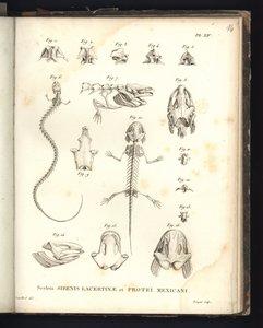 Kostry ještěrky Strenis a Protea z Mexika, deska XIV, Osteologie sirenomelie a axolotl