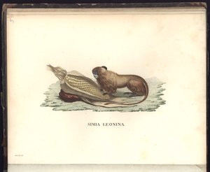 Simia leonina, Pl.V, ilustrace z, pozorování ze zoologie a srovnávací anatomie sesbíraná na cestě do tropických zemí nového kontinentu, v letech 1799, 1800, 18 od Baron Friedrich Alexander von Humboldt