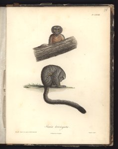 Simia trivirgata, Pl.XXVIII, ocelorytina Louise Bouqueta (1765-1814) podle rytiny Nicoly Hueta (1770-1827), ilustrace z "Recueil d