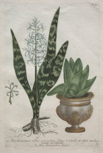 Aloe od Bartholomaus Seutter