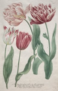 tulipány od Bartholomaus Seutter