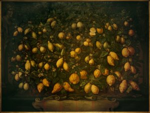 Hořké pomeranče, cedrové citrony a citrony