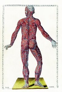 Tabulae anatomicae od Bartolomeo Eustachi