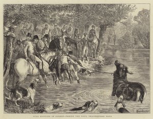 Lov jelenů v Surrey, chytání jelenů, Shackleford Pond