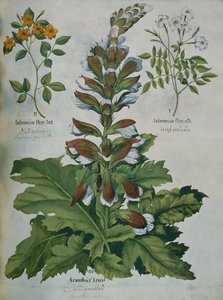 List z Beslerova Hortus Eystettensis (barevná rytina)
