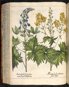 Aconitum lycoctonum (Wolfsbane) z Hortus Eystettensis, Basilius Besler