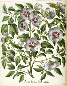 Alcca Syriaca, z 