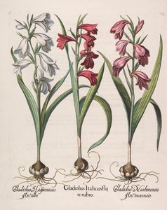 Gladiolus italicus červený květ, 1613