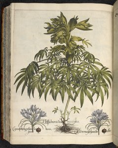 Helleborus, Ilustrace z 