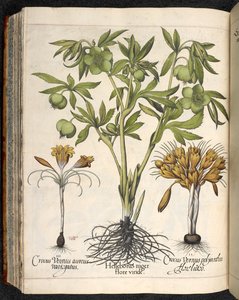 Helleborus niger, Crocus vernus, z Hortus Eystettensis, Basilius Besler od Basilius Besler