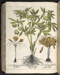 Helleborus niger, Ilustrace z 