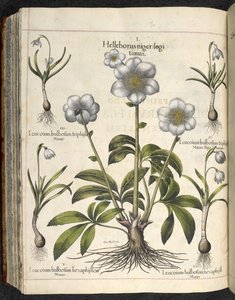 Helleborus niger, Ilustrace z 