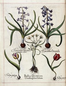 Hyacint a tulipán z 