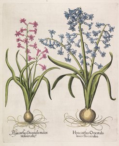 Hyacinthus orientalis, 1613.