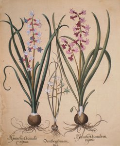 Hyacinthus orientalis mixtus-Ornithogalum minus-Hyacinthus orientalis veriegatus od Basilius Besler