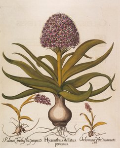 Hyacinthus stellatus, 1613.