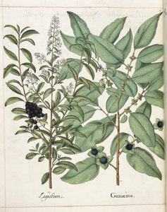 Ligustrum a Guiacana, z 