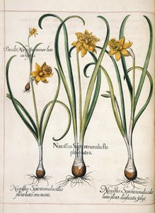 Narcis, z 