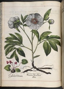 Deska 106: Cyclamen Vernum, Paonia Mas flore albo, od Hortus Eystettensis, Basilius Besler