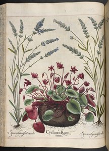 Deska 347: Cyclamen Romanum, od Hortus Eystettensis, Basilius Besler