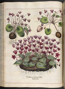 Deska 348: Cyclamen.  Zahrada Eystetten,...  Basil Besler  1613 od Basilius Besler
