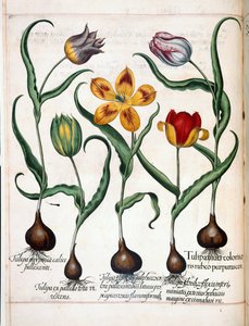 Tulipán z 