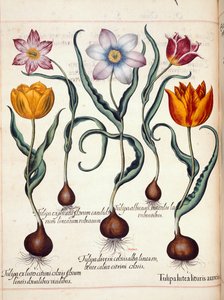 Tulipány, z 