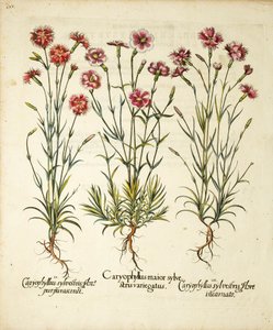 Odrůdy Caryophyllus Sylvestris publikované v Hortus Eystettensis, 1613
