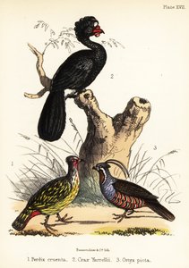Krvavý bažant, laločnatý curassow a horská křepelka. 1855 (litografie)