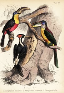 Tukan zelenozobý, aracari chocholatý a dřevozobý slonovinový 1855 (litografie)