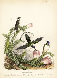 Druhy kolibříků. 1855 (litografie)