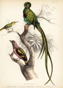 Jamajský tody, zářivý quetzal a pruhovaný širokozobý. 1855 (litografie)