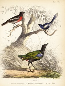 Pacifik červenka, víla bělokřídlá a duhová pitta. 1855 (litografie)