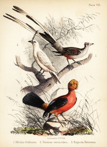 Muškař nůžkový, bílý zvonek a andský kohout z roku 1855 (litografie)