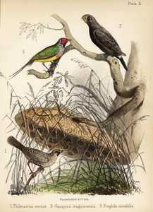 Společenský snovač, pěnkava velká a pěnkava gouldovská. 1855 (litografie)