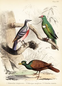 Holub zubozobý, holubice ovocná a Luzon krvácející 1855 (litografie)