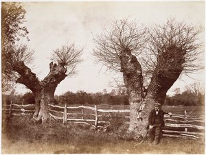 A Hedgerow Tree, 1852 (tisk alba)
