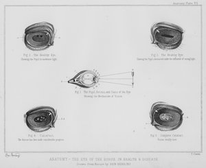 Anatomie, oko koně, ve zdraví a nemoci (litho)