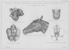 Anatomie, hlava, ucho, mozek a jejich nervy, svaly a cévy (litho)