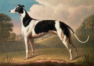 Greyhound, 1800 olej na plátně