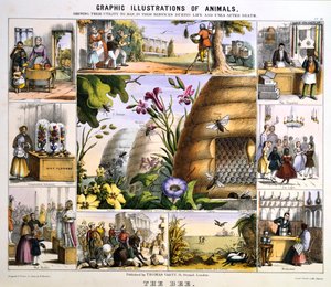 Včela, c1850